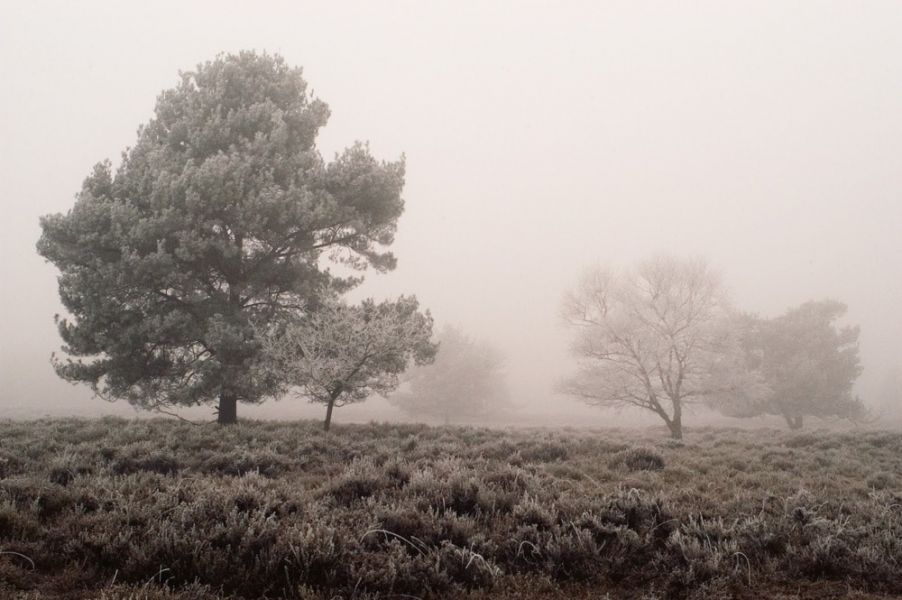 Editorial - winter trees in fog